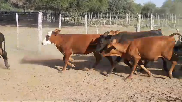 Lote 110 Terneras en Tintina, Santiago del Estero