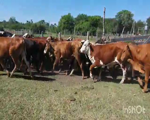 Lote 70 Novillitos en San Lorenzo, Corrientes