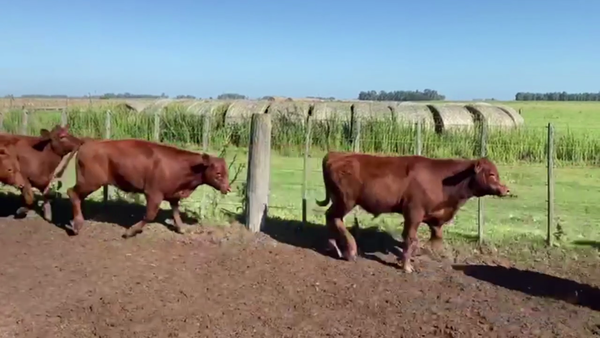 Lote 100 TERNS MACHOS, DAIREAUX, PCIA. DE BS. AS.