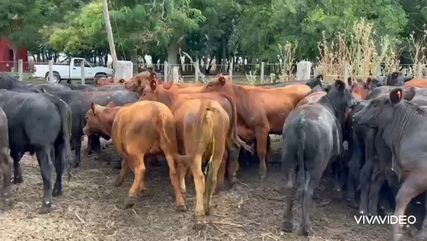 Lote 58 Novillitos y vaquillonas en Cañuelas, Buenos Aires