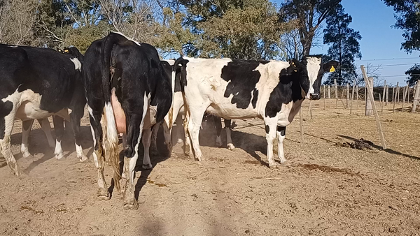 Lote 6 Vaquillonas Holando Argentino preñadas en Morteros, Córdoba