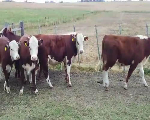 Lote 5 Novillos HE 330kg -  en COSTAS DE POLONIA