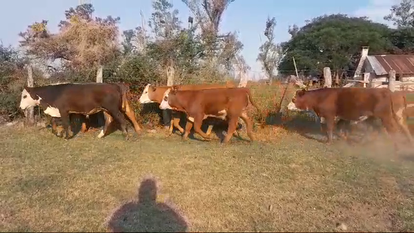 Lote 70 Terneros en Corrientes, Curuzú-Cuatiá