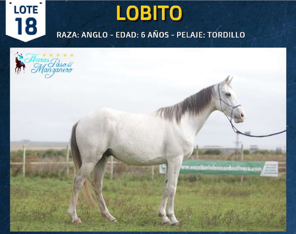 Lote LOBITO