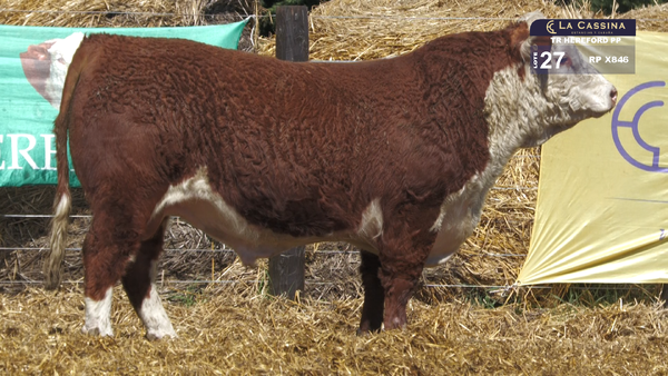 X846 — TORO P. HEREFORD PURO PEDIGREE