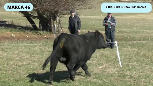 Lote 1 Toro en Coyhaique, XI Región Aysén