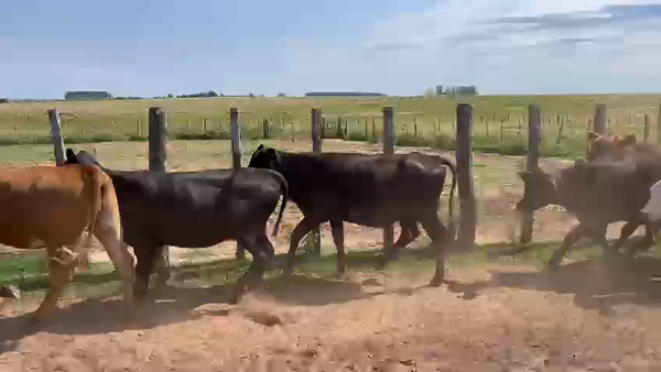 Lote 100 Vaquillonas