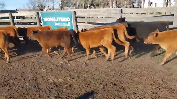 Lote 55 Terneros A TÉRMINO en Daireaux