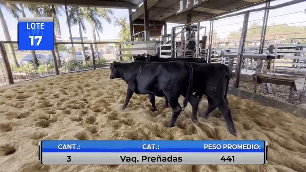 Lote VAQUILLAS BRANGUS PREÑADAS  -LOTE 17