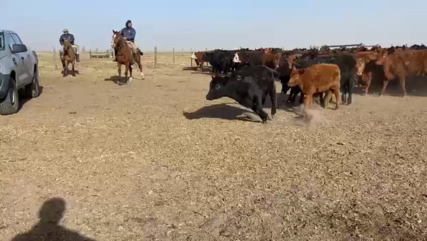 Lote 112 Terneras en Carlos Tejedor, Buenos Aires