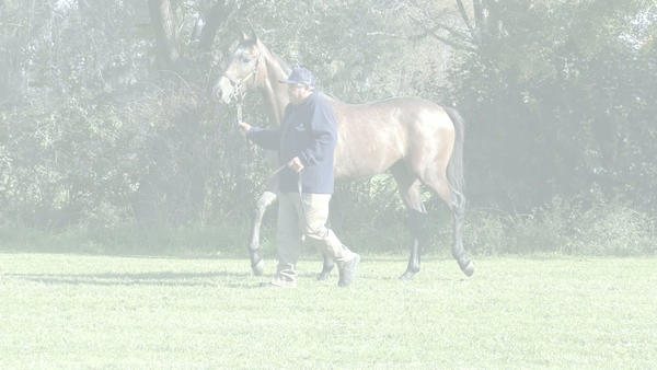 Lote ENJOYING MAN (MANIPULATOR - JOY JOY )