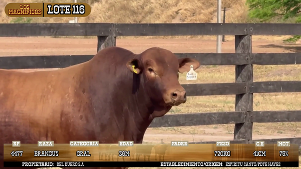 Lote LOTE 116 - POR PANTALLA