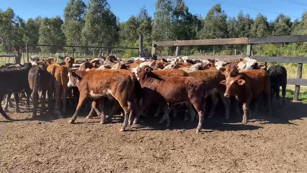 Lote 80 Terneros/as en Bella Vista, Corrientes