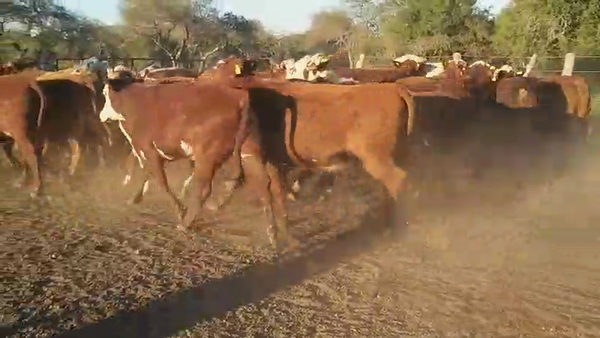 Lote 36 Vaquillonas preñadas en Villaguay, Entre Ríos