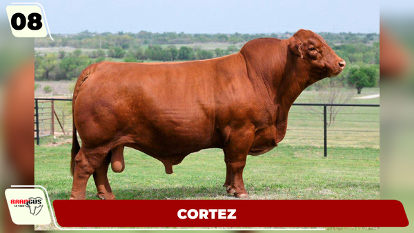 Lote LOTE 8
