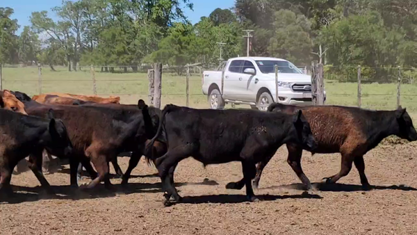 Lote 66 Terneros en Verónica, Buenos Aires