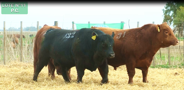 Lote TOROS PUROS CONTROLADOS