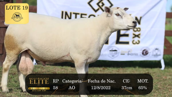 Lote LOTE 19