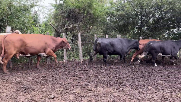 Lote VAQUILLONAS/VACAS GORDAS