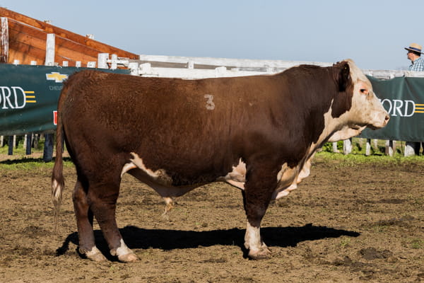 Lote Toro