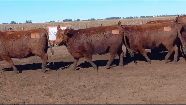 Lote LA PROMETIDA DE SANTA YVONE: 10 vaquillonas AAC  M.A.S