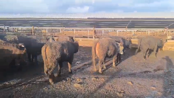 Lote 20 Vaquilla Gorda en Los Ángeles, VIII Región Biobío