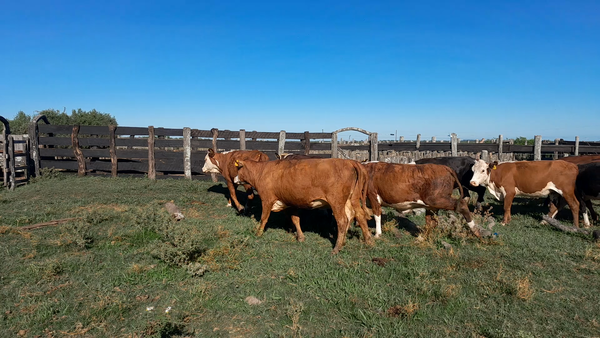Lote 20 Vaquillonas C/ gtia de preñez en Corrientes, Curuzú-Cuatiá
