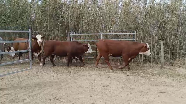 Lote 25 Vaquillonas Britanicas preñadas en San Francisco, Córdoba