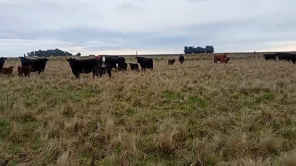 Lote 70 Terneros A TÉRMINO en Benito Juárez