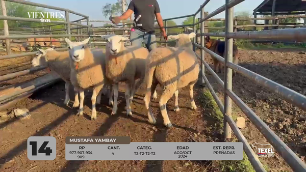 Lote LOTE 14