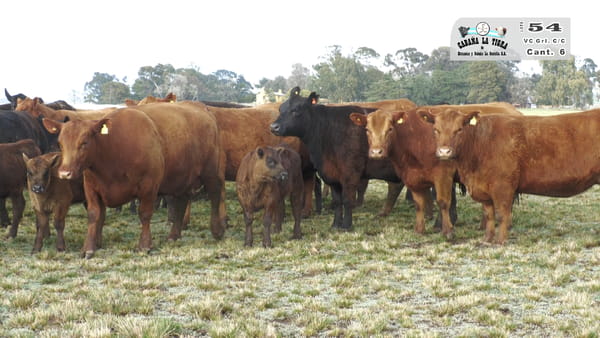 Lote VAQUILLONAS GENERALES CON CRIA