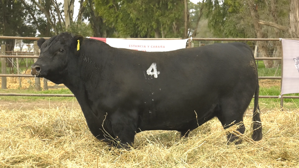 Lote TOROS ANGUS NEGROS  PC