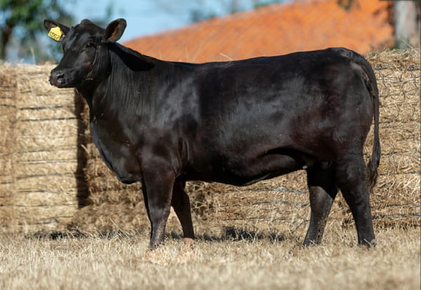 Lote Reproductores Altohondo - Lote 2