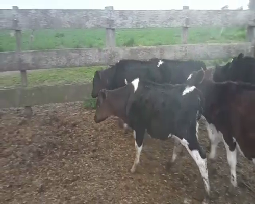 Lote 6 Terneros HOLANDO 130kg - , San José