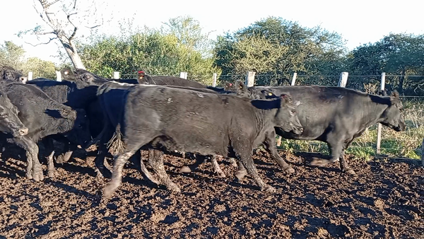 Lote 18 Vacas de invernar