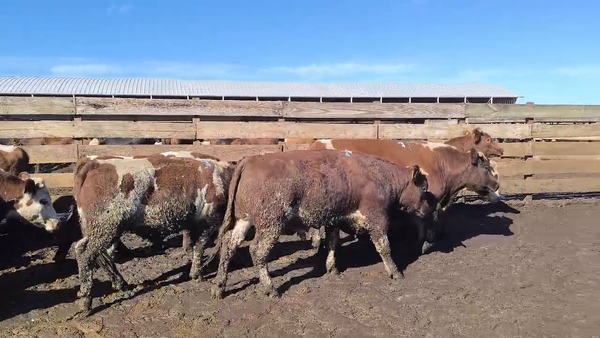 Lote 20 Novillo Gordo en Los Ángeles, VIII Región Biobío