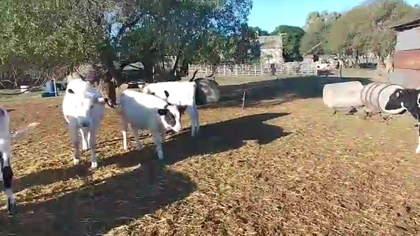 Lote Terneros/as Hol. 4H - 2M