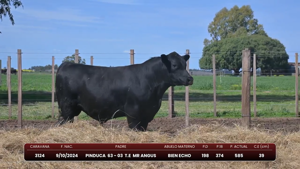 Lote Pinduca