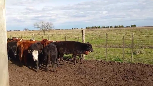 Lote 28 Terneros/as en Chascomus