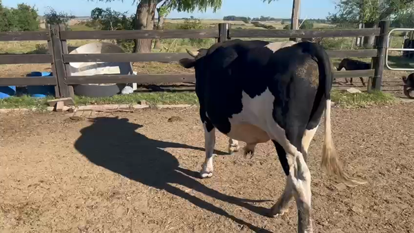 Lote Toros Holando 550kg - , San José