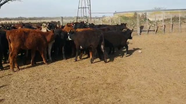 Lote 47 Terneras Cruzas Británicas en Cintra, Córdoba