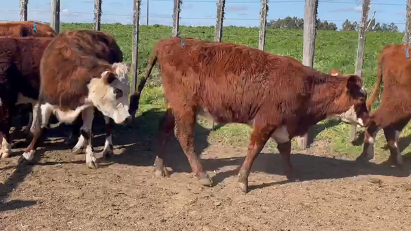 Lote 9 Vaquillonas 1 a 2 años HEREFORD 340kg - , San José