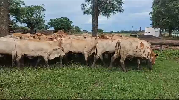 Lote 100 Terneros/as en Gral. San Martín, Chaco