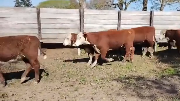 Lote 145 Terneros