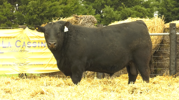 Lote TOROS A. ANGUS PURO PEDIGREE