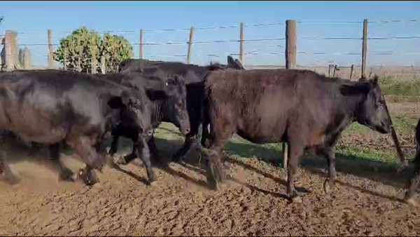 Lote 91 Vaquillonas C/ gtia de preñez en Carlos Tejedor, Buenos Aires