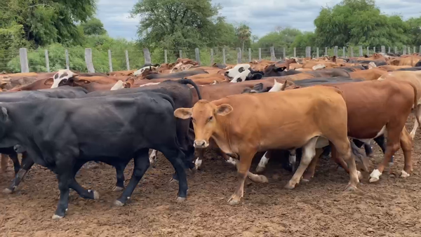 Lote 210 Novillitos en Estanislao Del Campo, Formosa