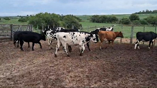 Lote VAQUILLONAS 1 A 2 AÑOS