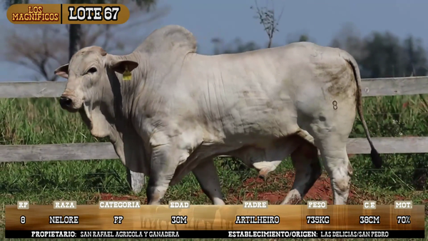 Lote LOTE 67