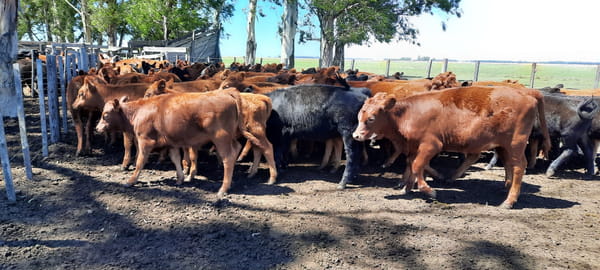 Lote 44 Terneros/as en Gral. Lamadrid, Buenos Aires